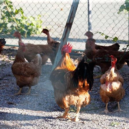 Agriturismo Colombarino Βίλα Ντεζεντσάνο ντελ Γκάρντα Εξωτερικό φωτογραφία