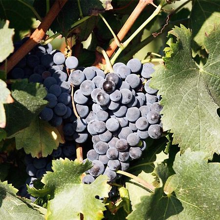 Agriturismo Colombarino Βίλα Ντεζεντσάνο ντελ Γκάρντα Εξωτερικό φωτογραφία