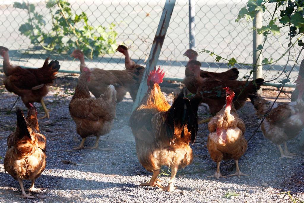 Agriturismo Colombarino Βίλα Ντεζεντσάνο ντελ Γκάρντα Εξωτερικό φωτογραφία