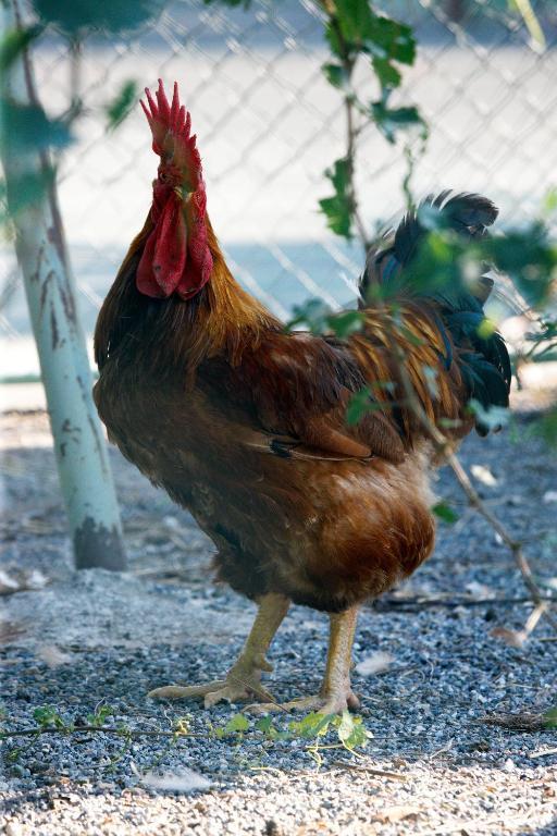 Agriturismo Colombarino Βίλα Ντεζεντσάνο ντελ Γκάρντα Εξωτερικό φωτογραφία