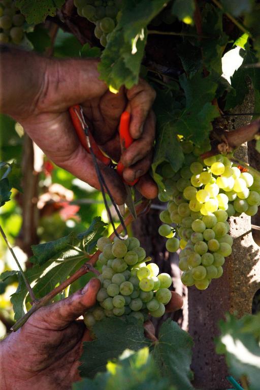 Agriturismo Colombarino Βίλα Ντεζεντσάνο ντελ Γκάρντα Εξωτερικό φωτογραφία